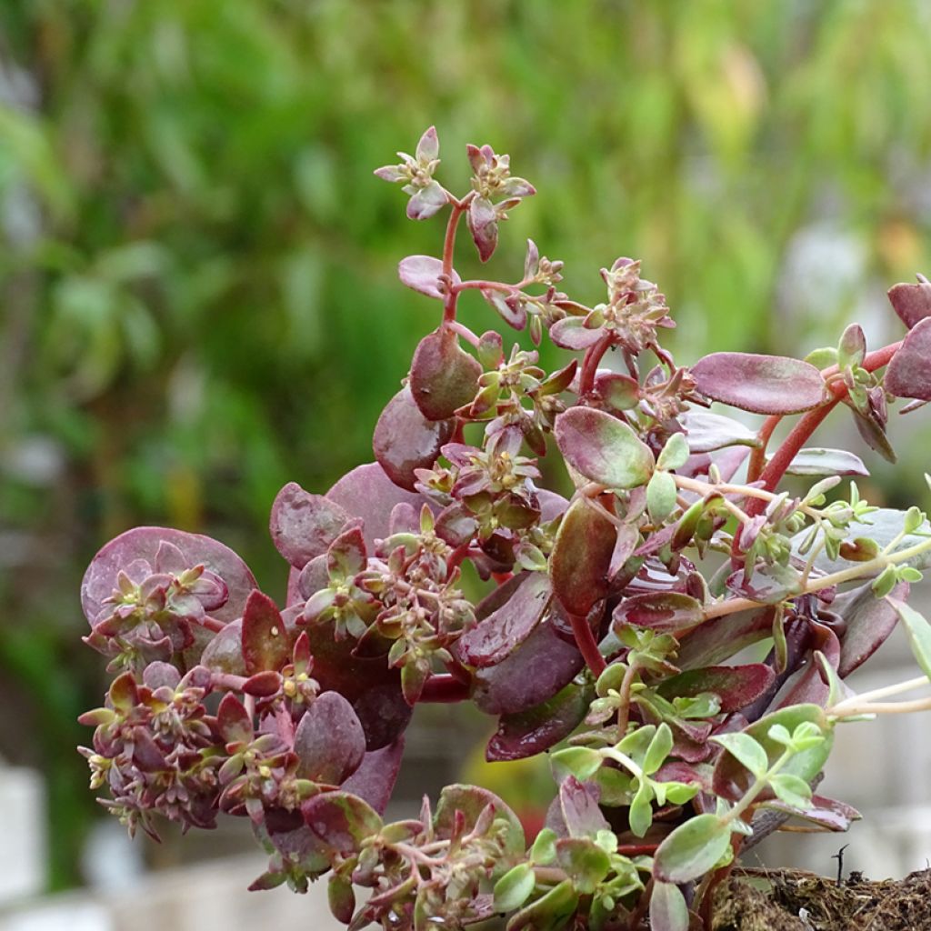 Sedum Sunsparkler Firecracker - Orpin