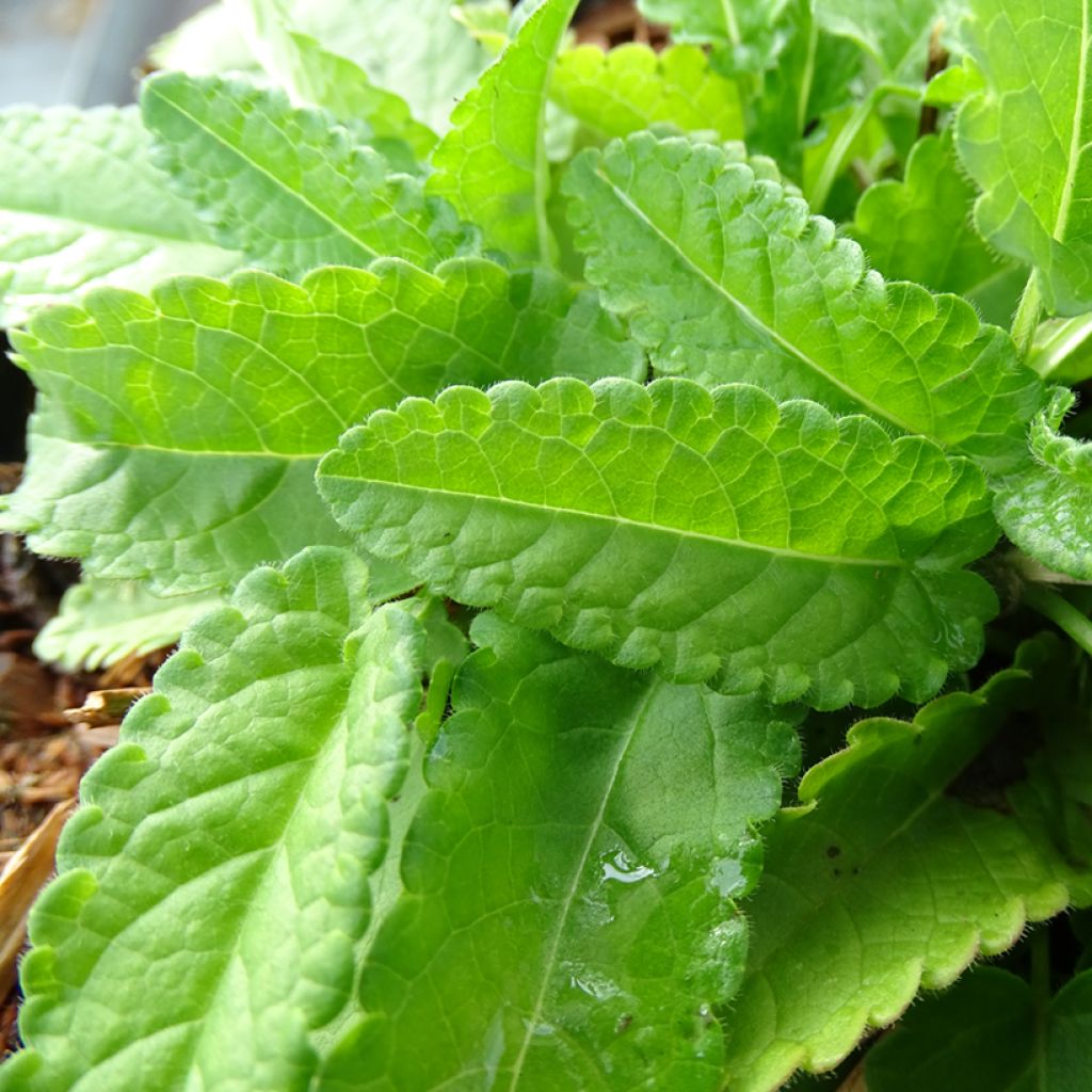 Stachys monieri Hummelo