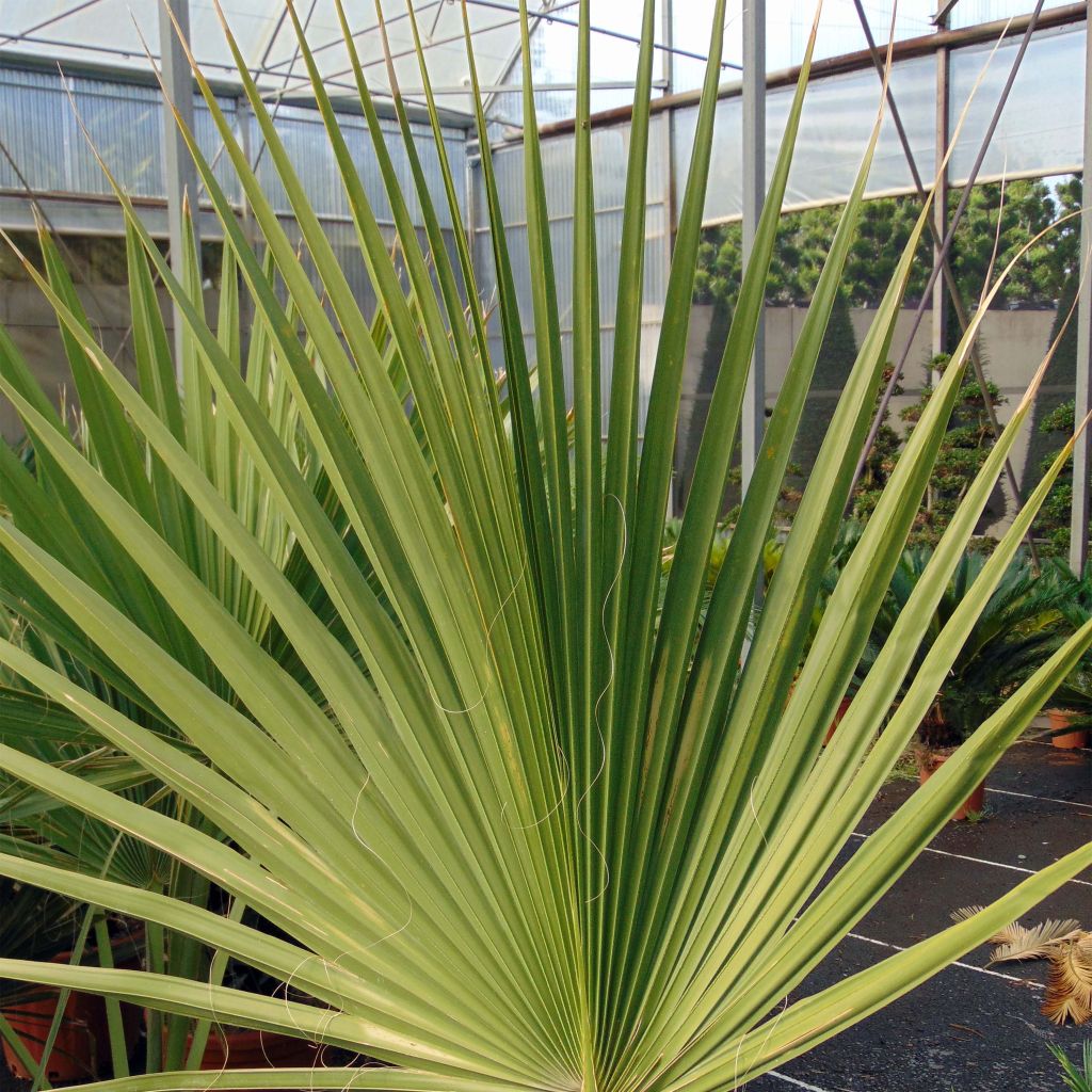 Sabal minor - Dwarf Sabal