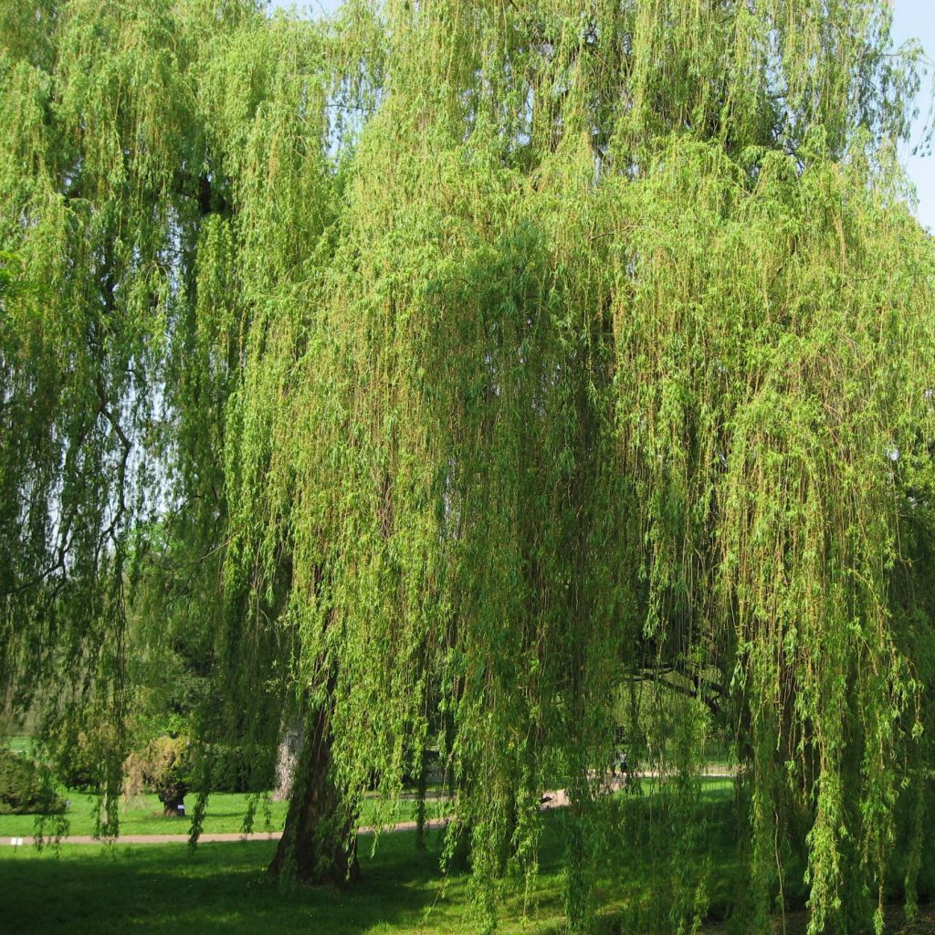 Salix alba Tristis - White Willow