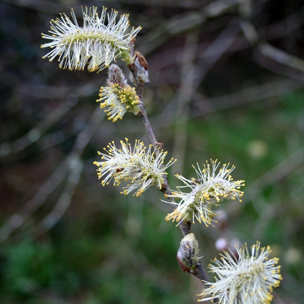 Salix caprea - Great Sallow