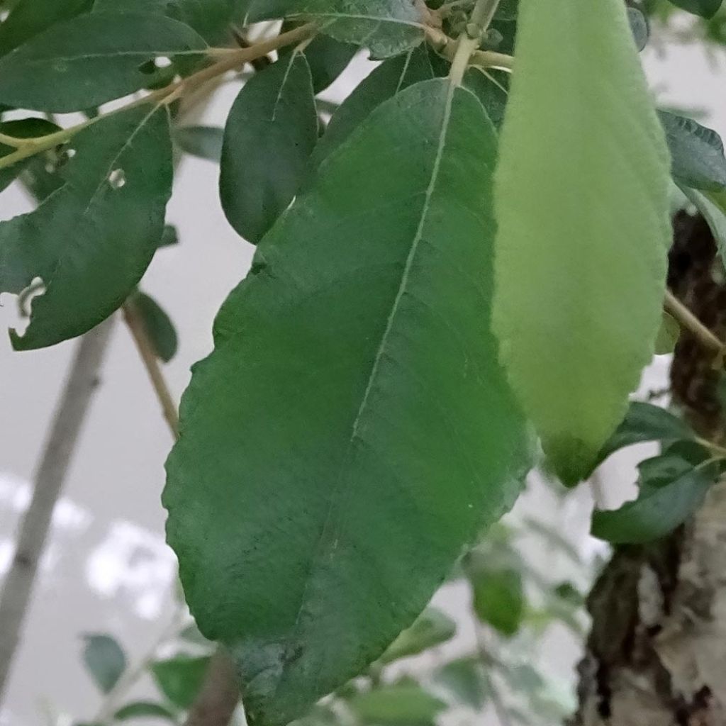 Salix caprea - Great Sallow