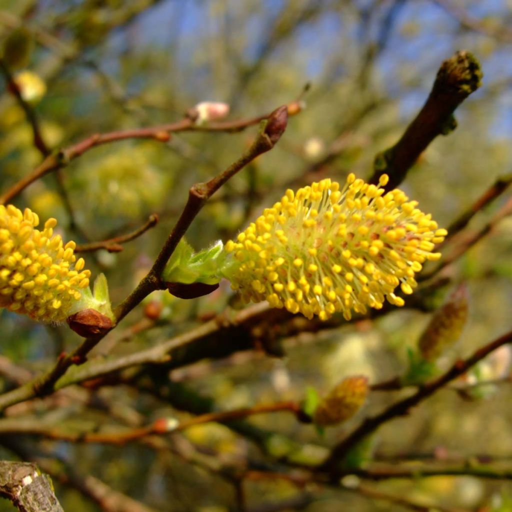 Salix cinerea - Common Sallow