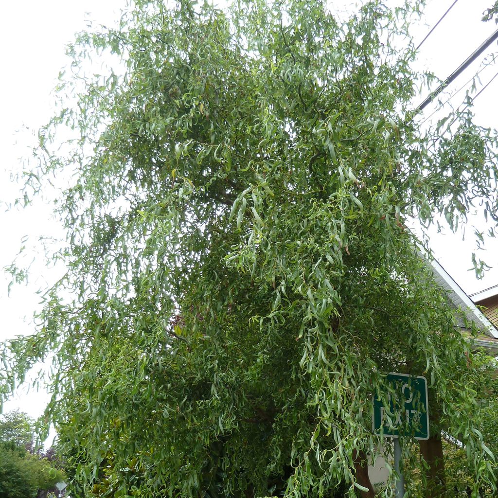 Salix matsudana Tortuosa - Dragon's Claw Willow