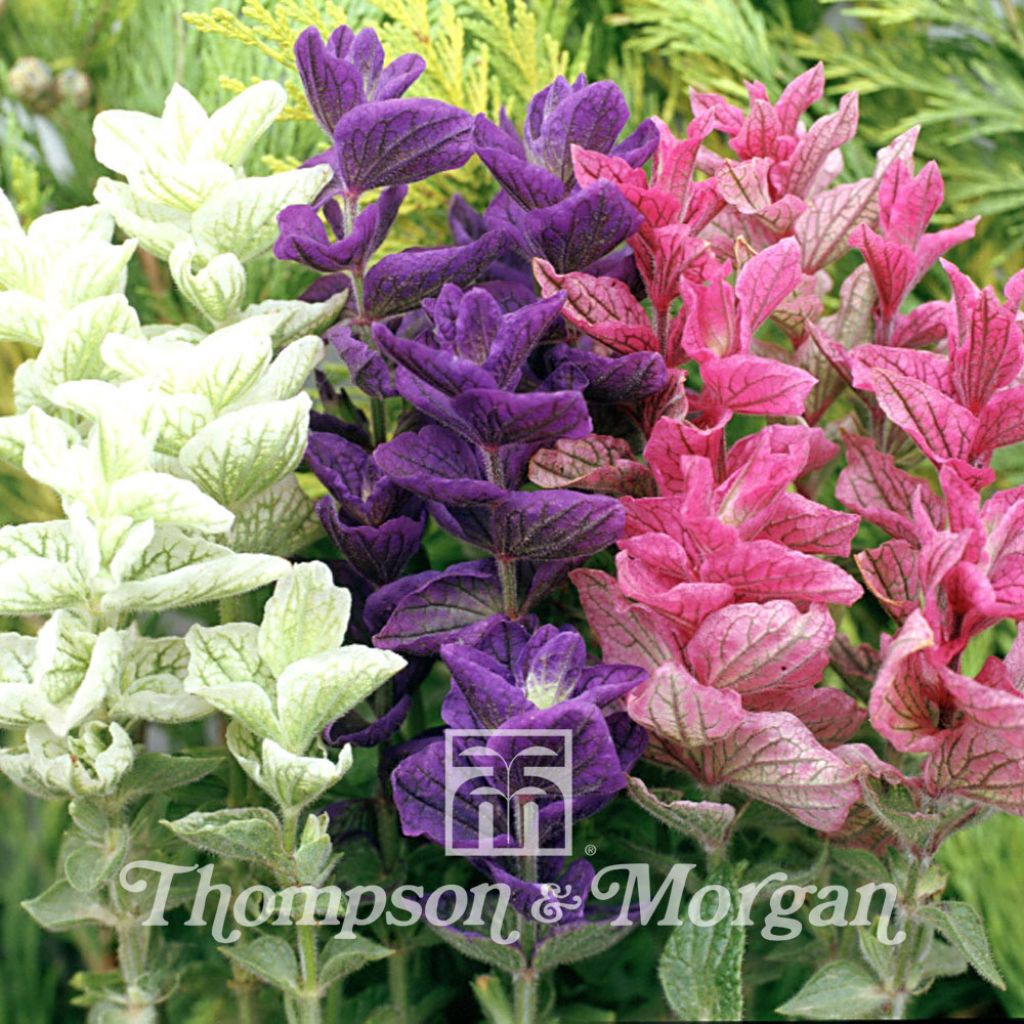 Salvia horminum Claryssa Mixed - Painted Sage Seeds