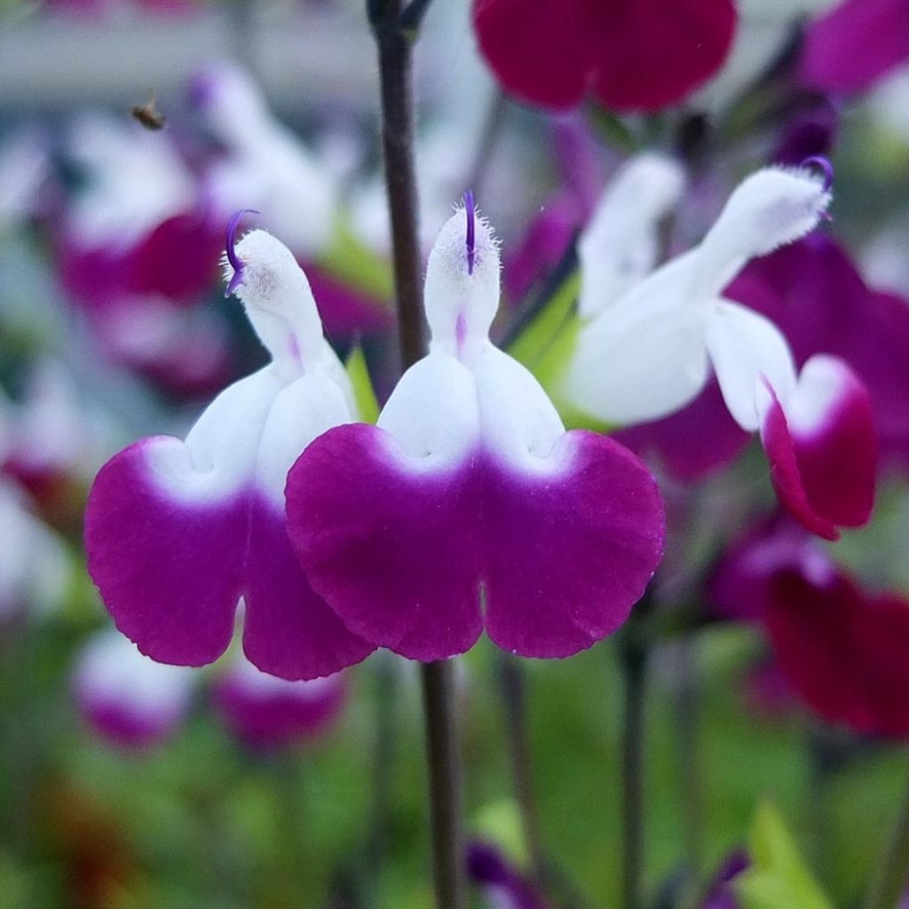 Salvia greggii Amethyst Lips
