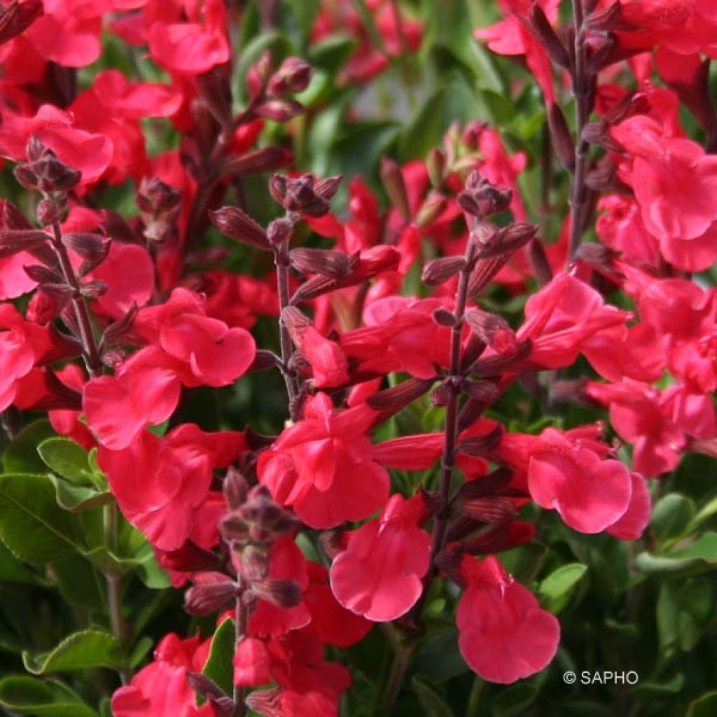 Salvia jamensis Flammenn