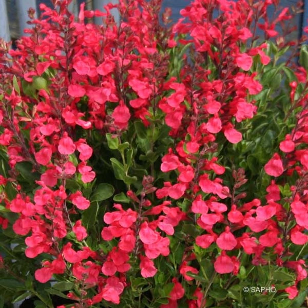 Salvia jamensis Flammenn