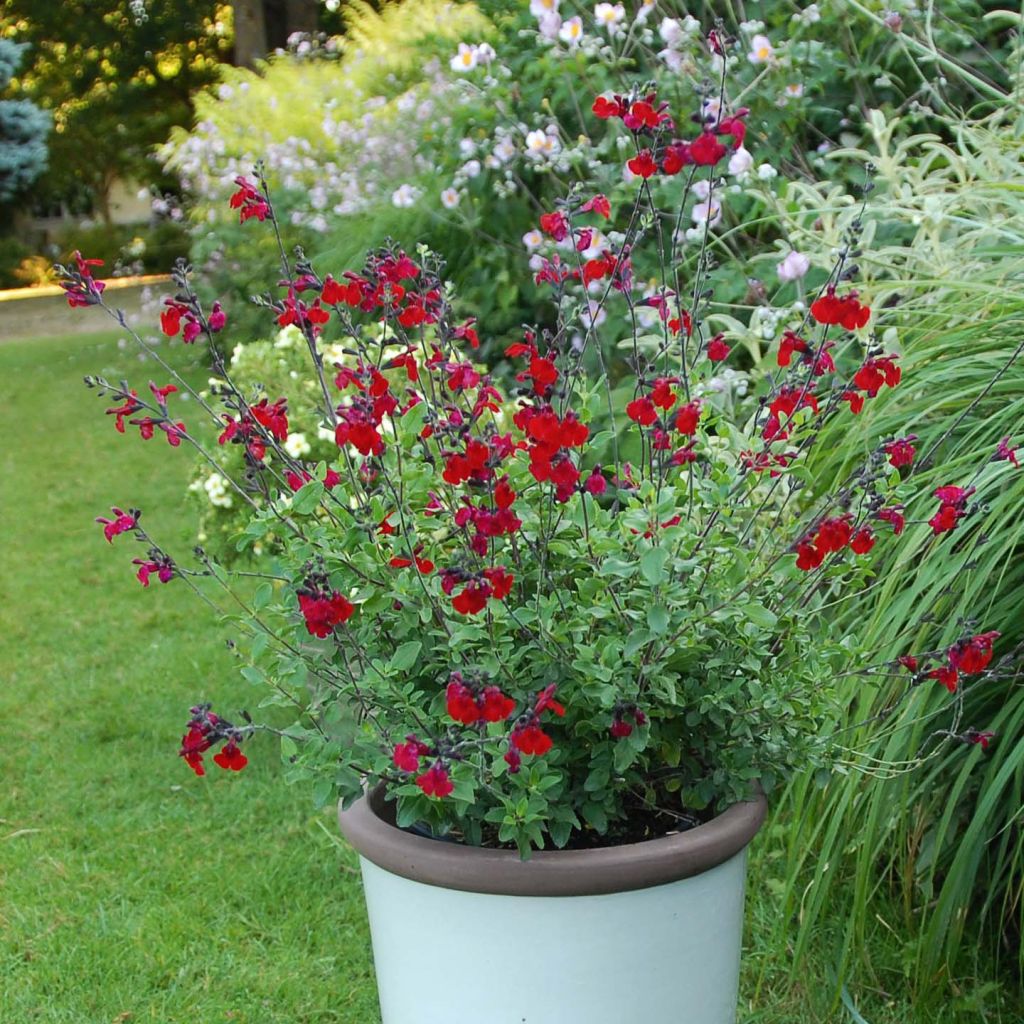Salvia jamensis Reve Rouge