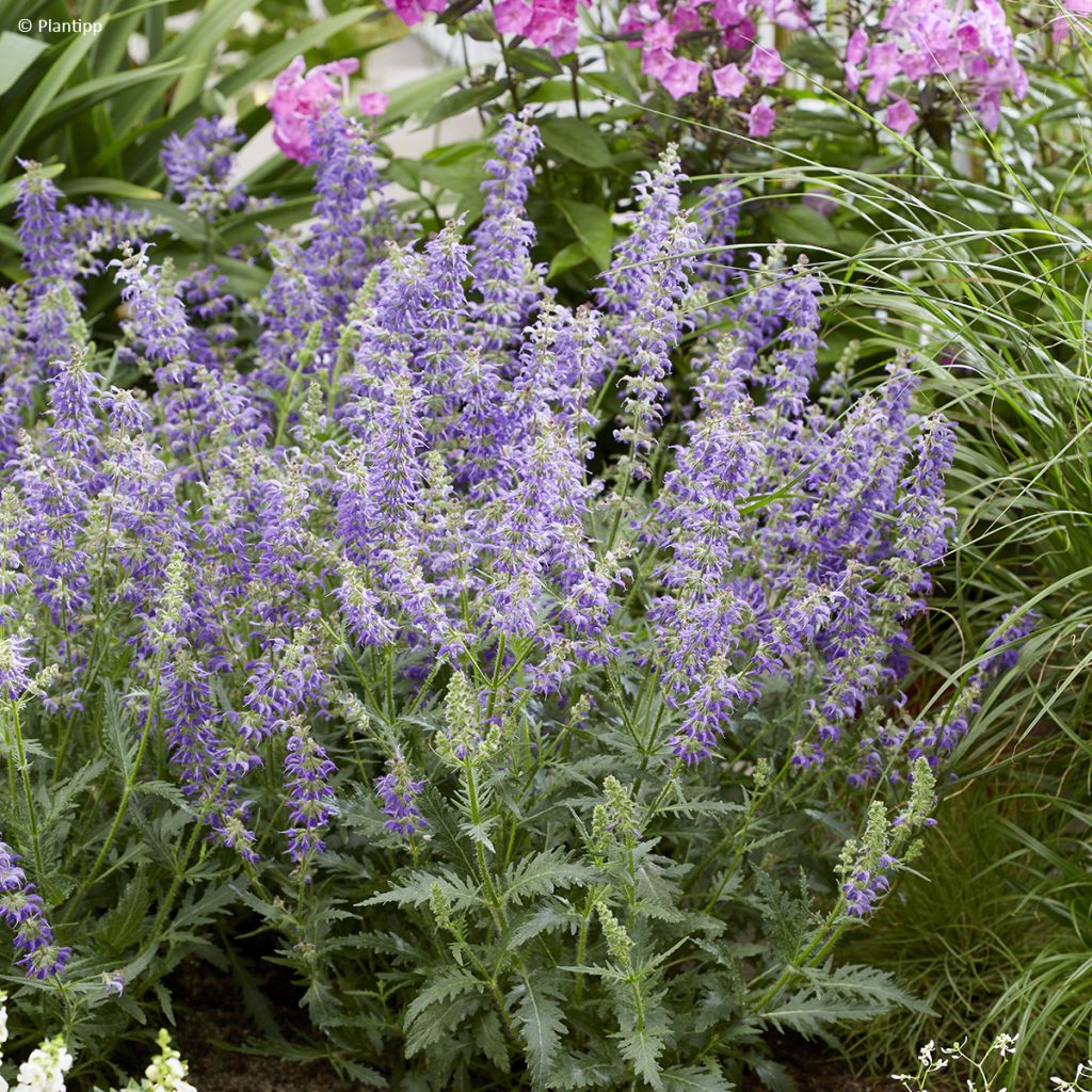 Salvia 'Bocofpea' Feathers Peacock - Perennial sage