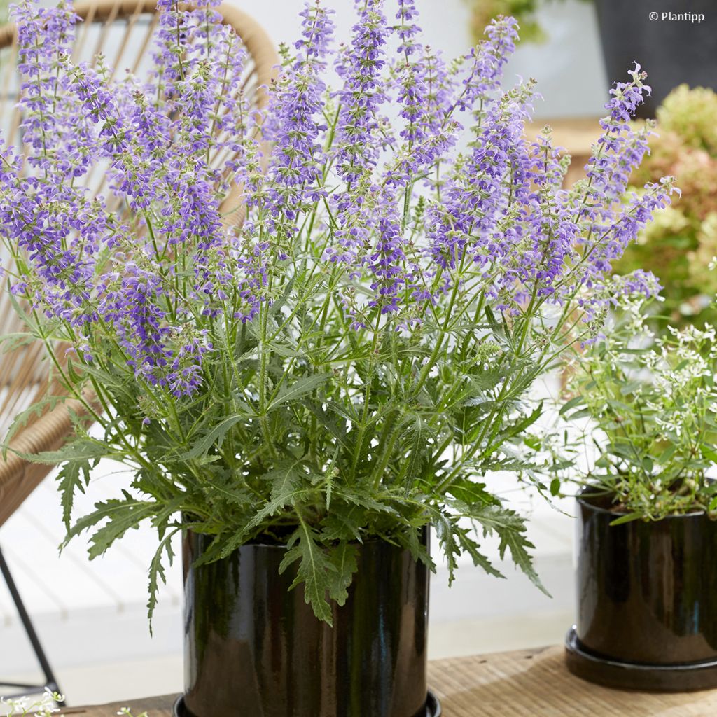 Salvia 'Bocofpea' Feathers Peacock - Perennial sage