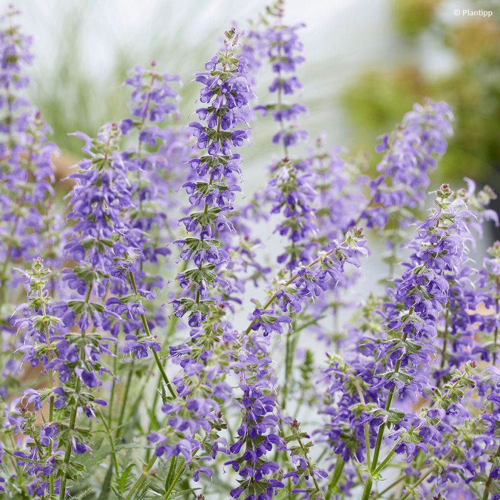 Salvia 'Bocofpea' Feathers Peacock - Perennial sage