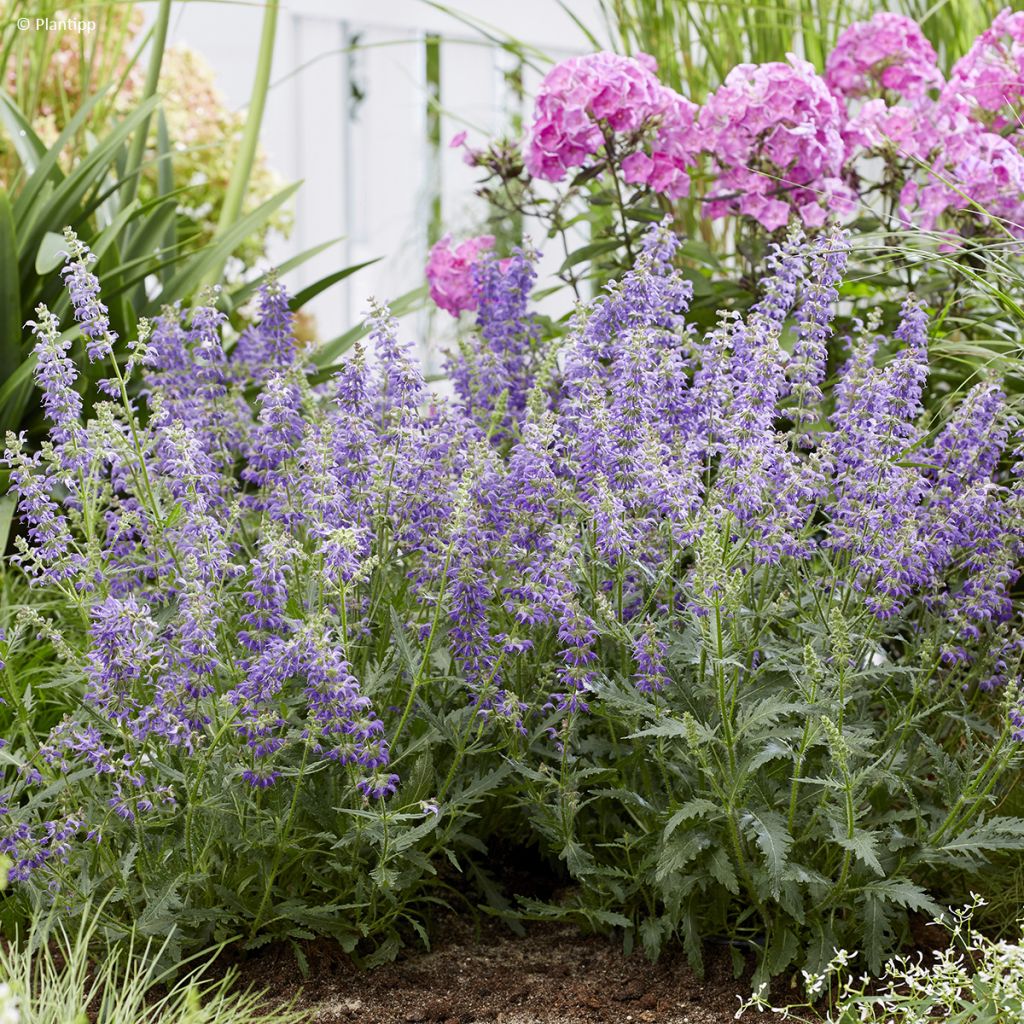 Salvia 'Bocofpea' Feathers Peacock - Perennial sage