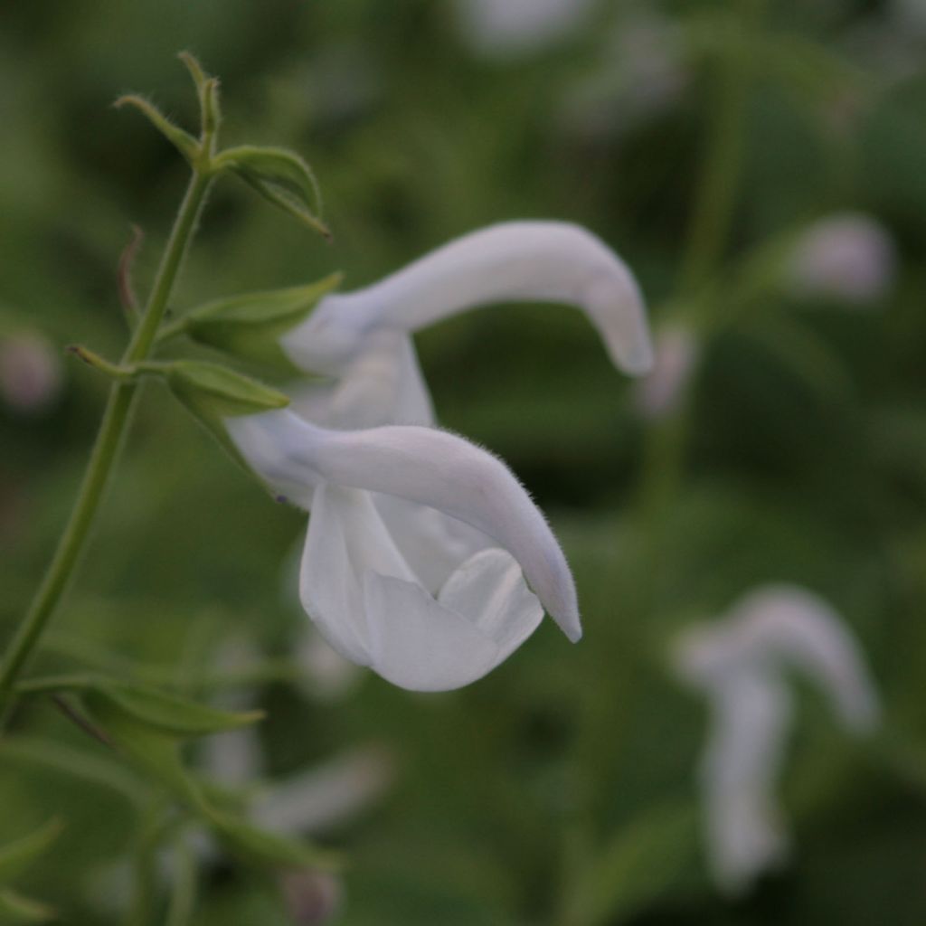 Salvia patens White Trophy