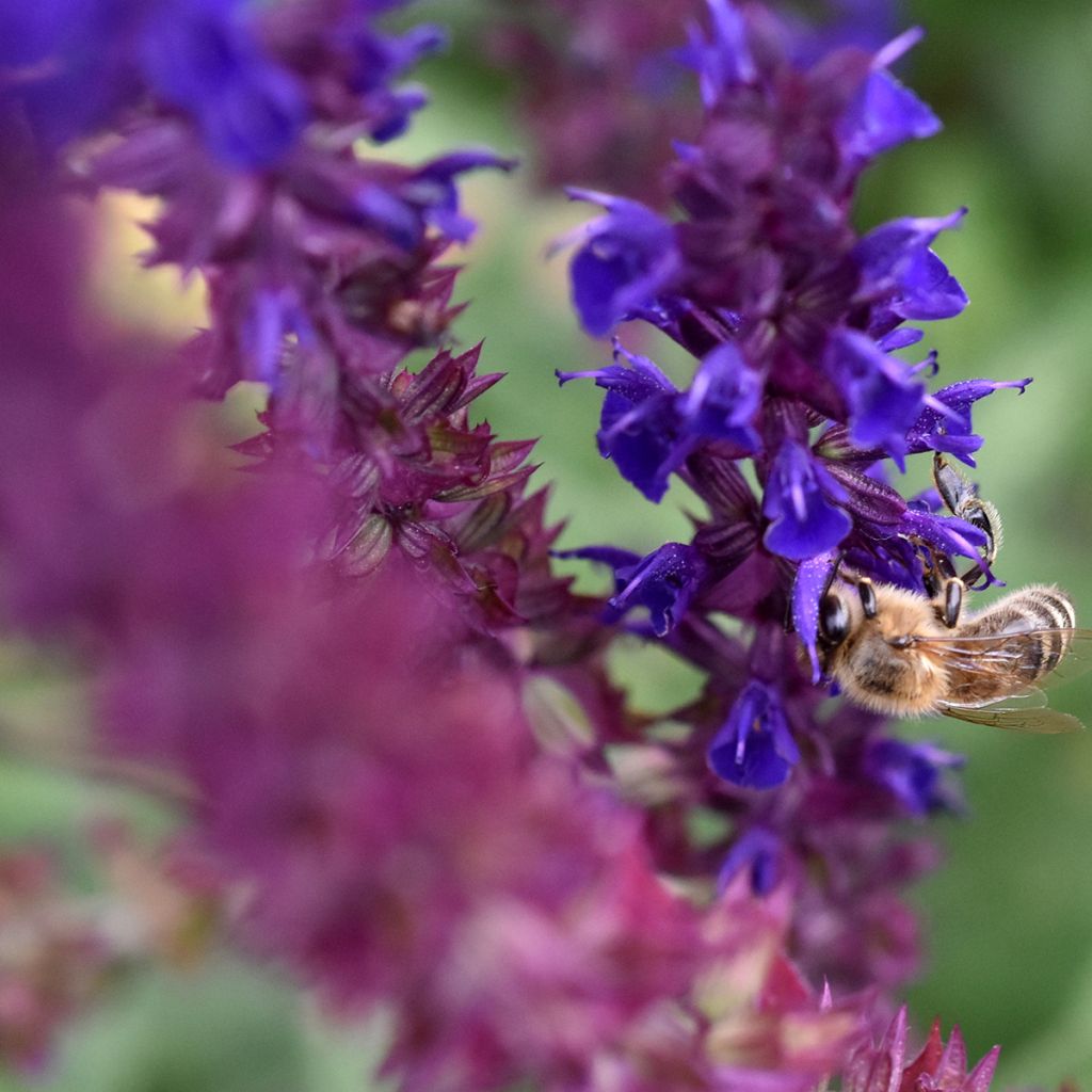 Salvia pratensis Lyrical Blues - Meadow Sage