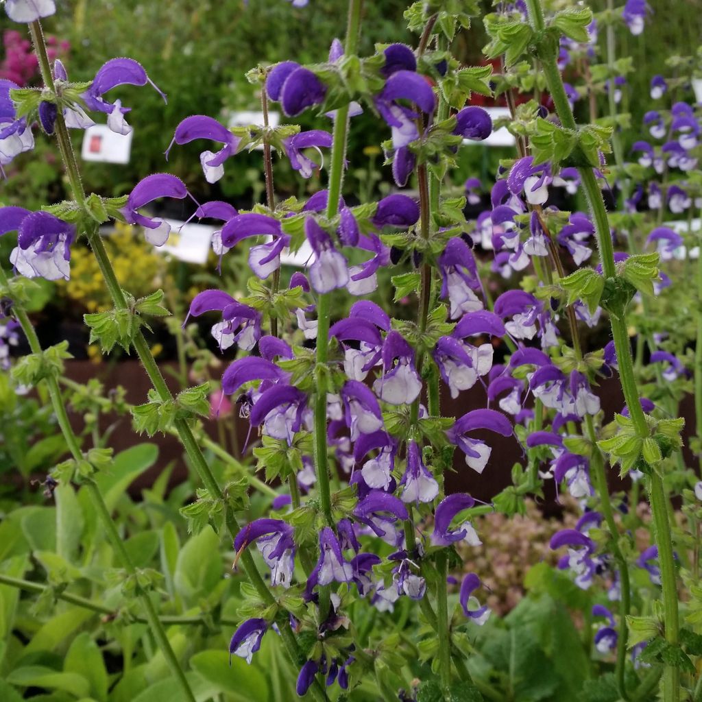 Salvia pratensis Madeline - Meadow Sage