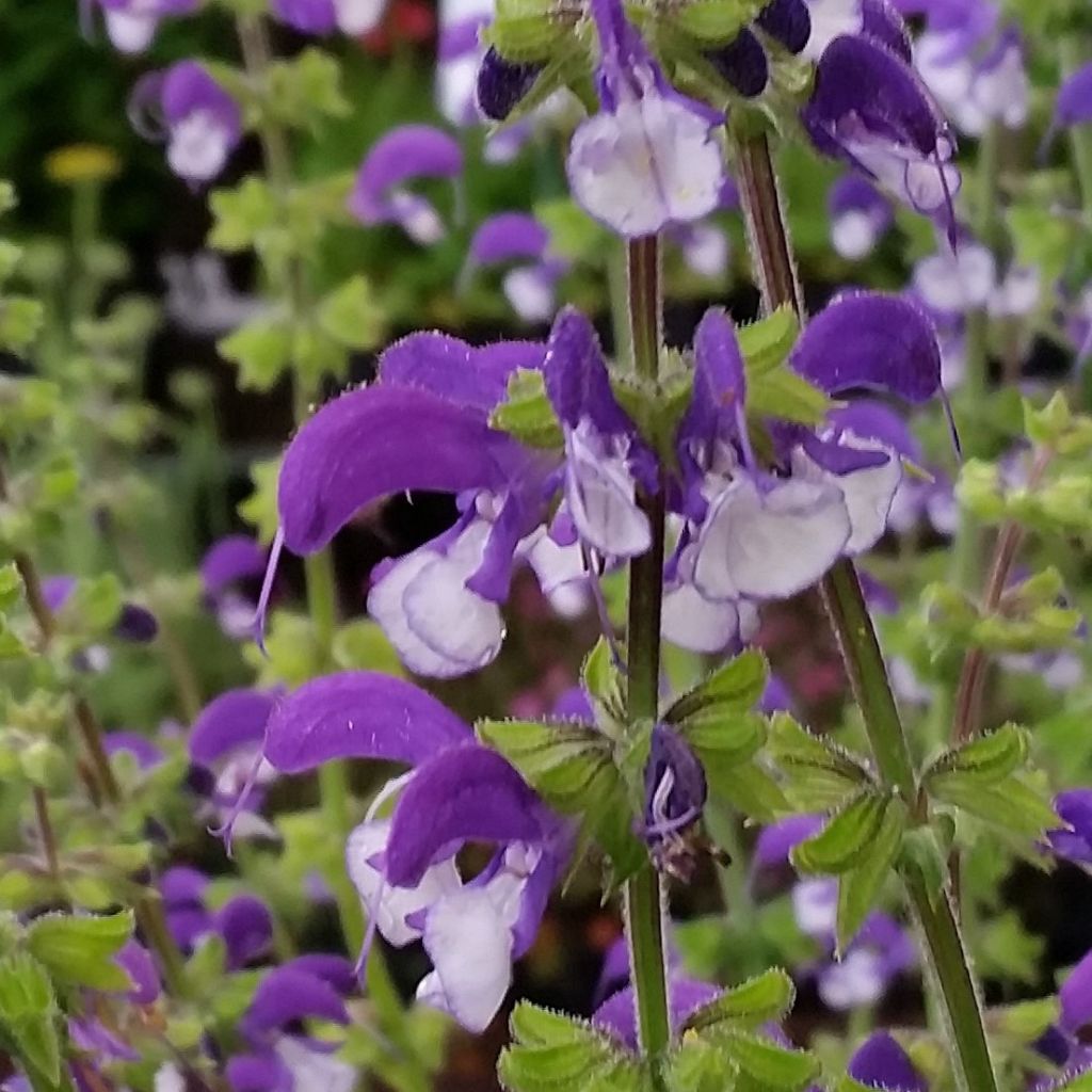 Salvia pratensis Madeline - Meadow Sage