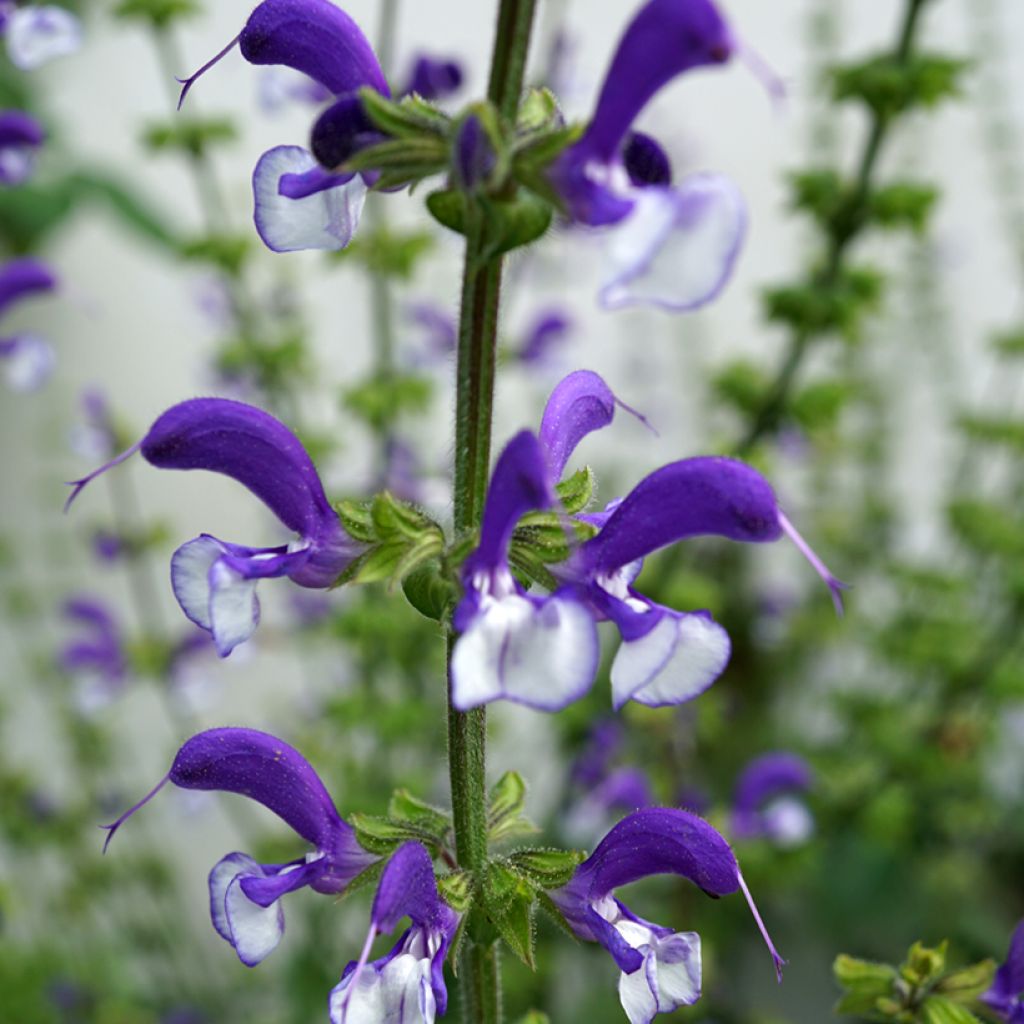 Salvia pratensis Madeline - Meadow Sage