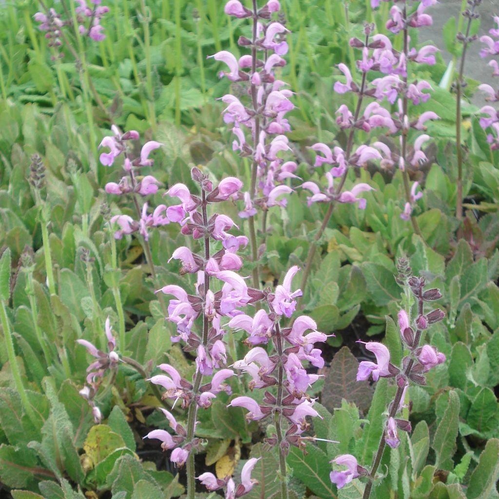 Salvia pratensis Eveline - Meadow Sage