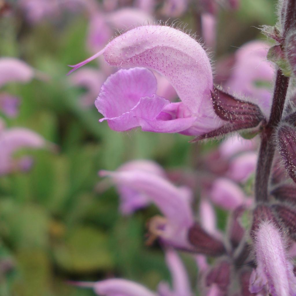 Salvia pratensis Eveline - Meadow Sage