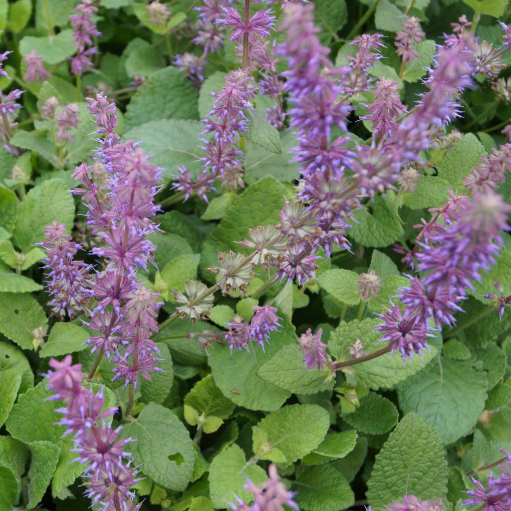 Salvia verticillata Endless Love