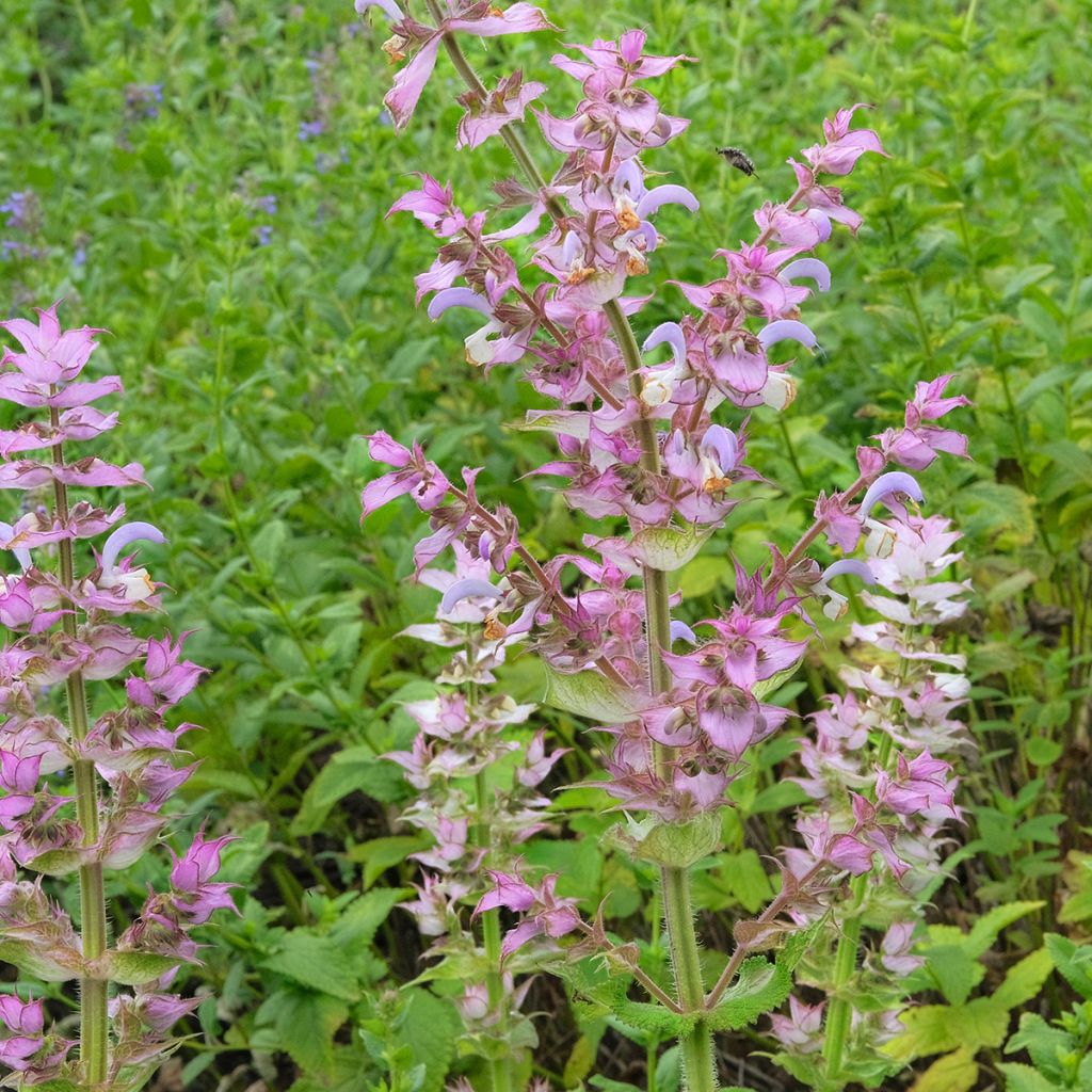 Salvia sclarea var. turkestanica