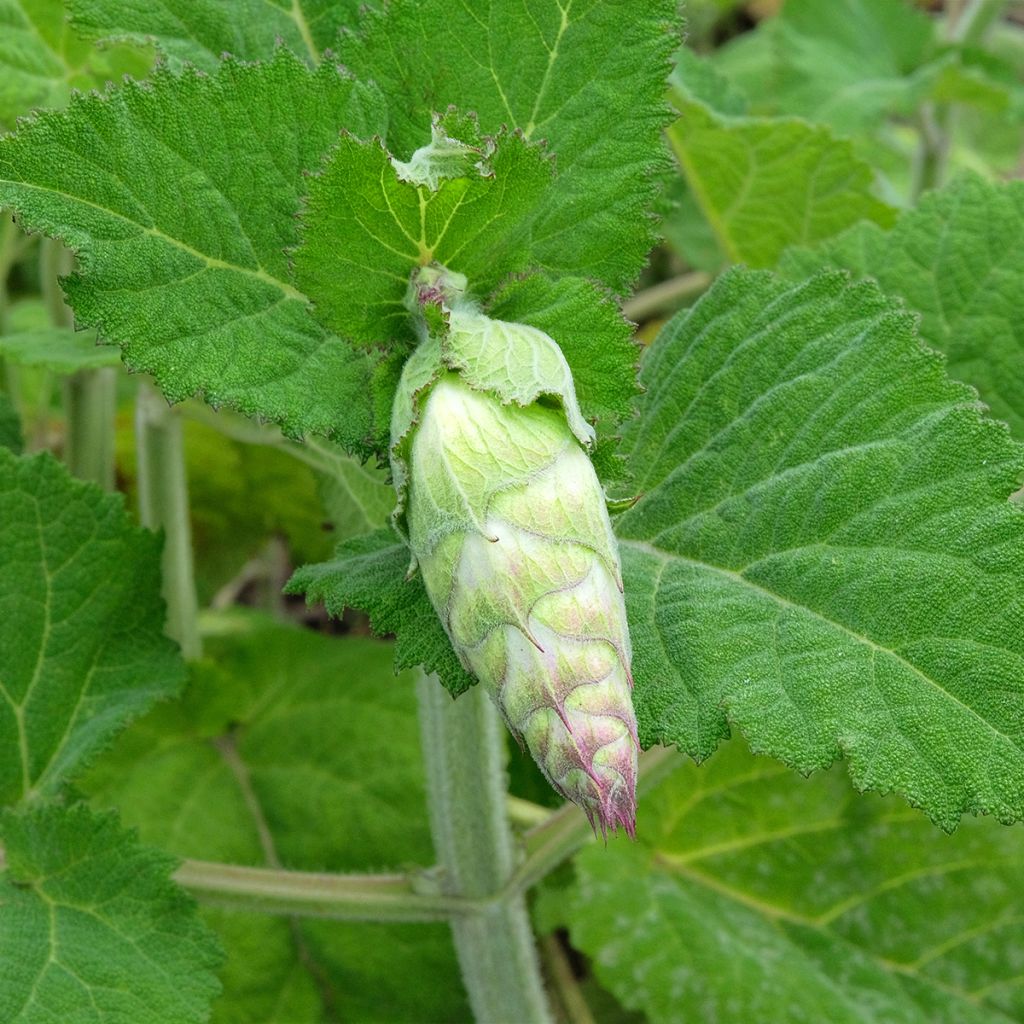 Salvia sclarea var. turkestanica
