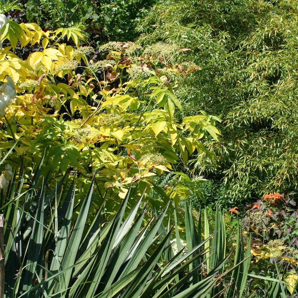Sambucus nigra Aurea - Black Elder