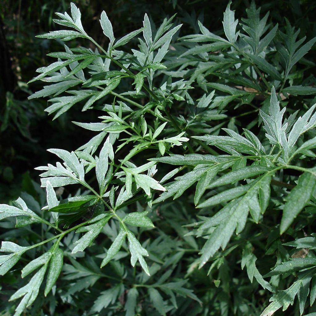 Sambucus nigra Laciniata - Black Elder