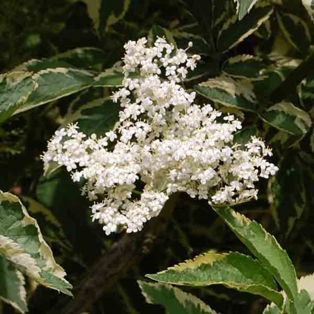 Sambucus nigra Madonna - Black Elder