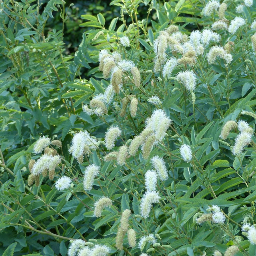 Sanguisorba canadensis 