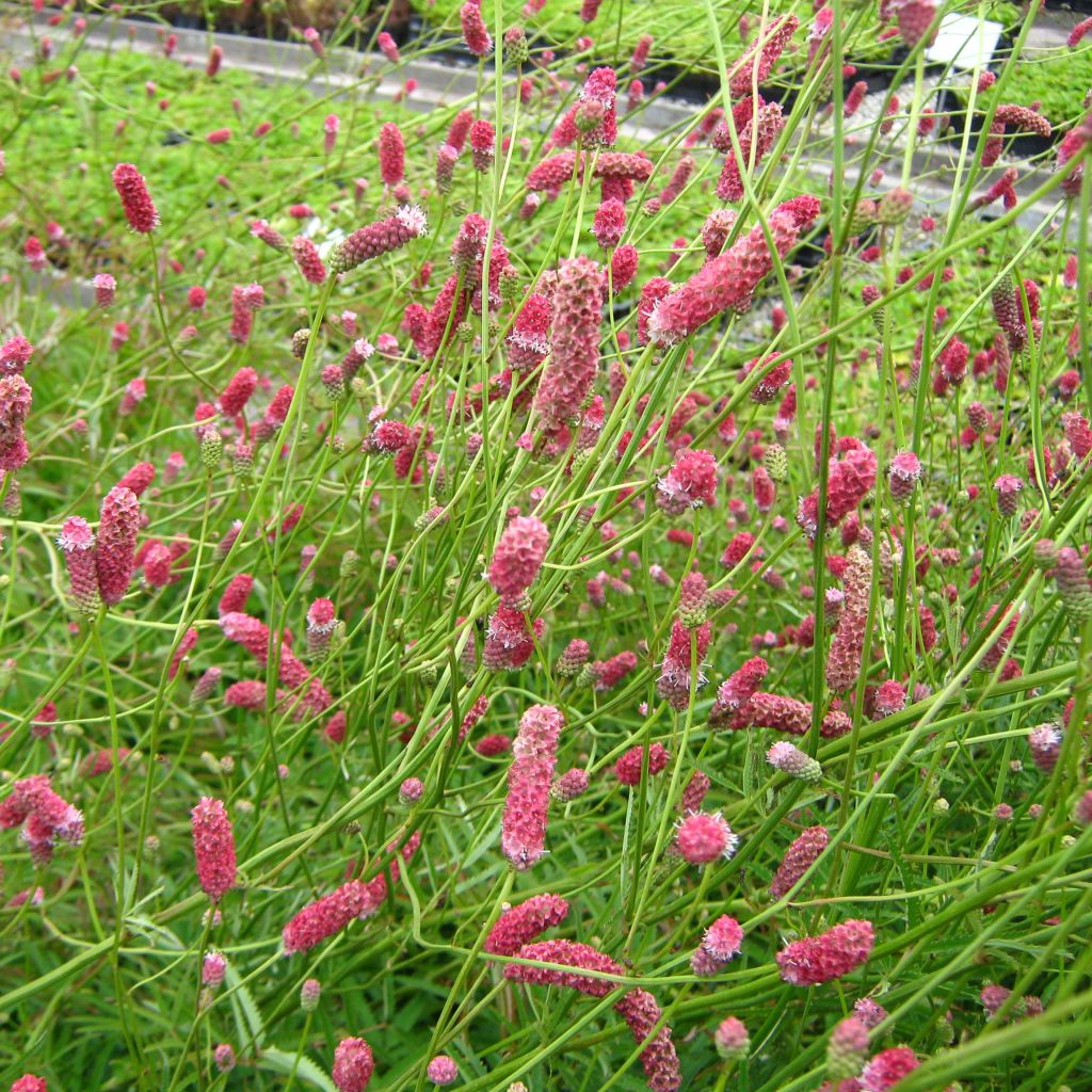 Sanguisorba tenuifolia Pink Elephant