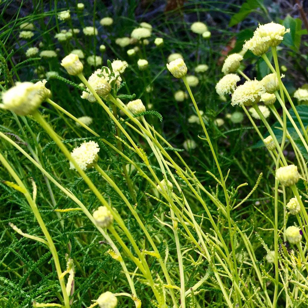 Santolina rosmarinifolia Lemon Fizz