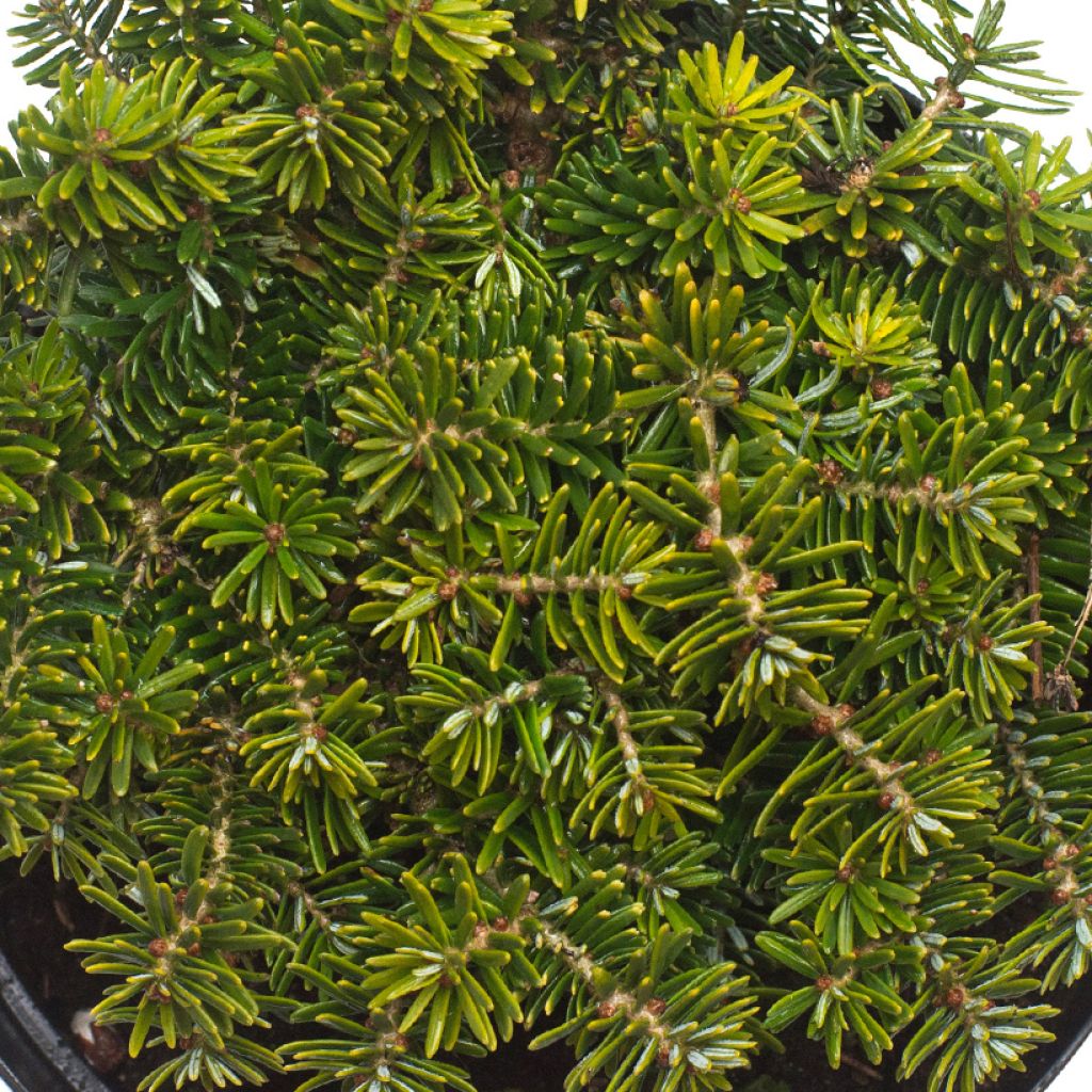 Abies koreana Brillant