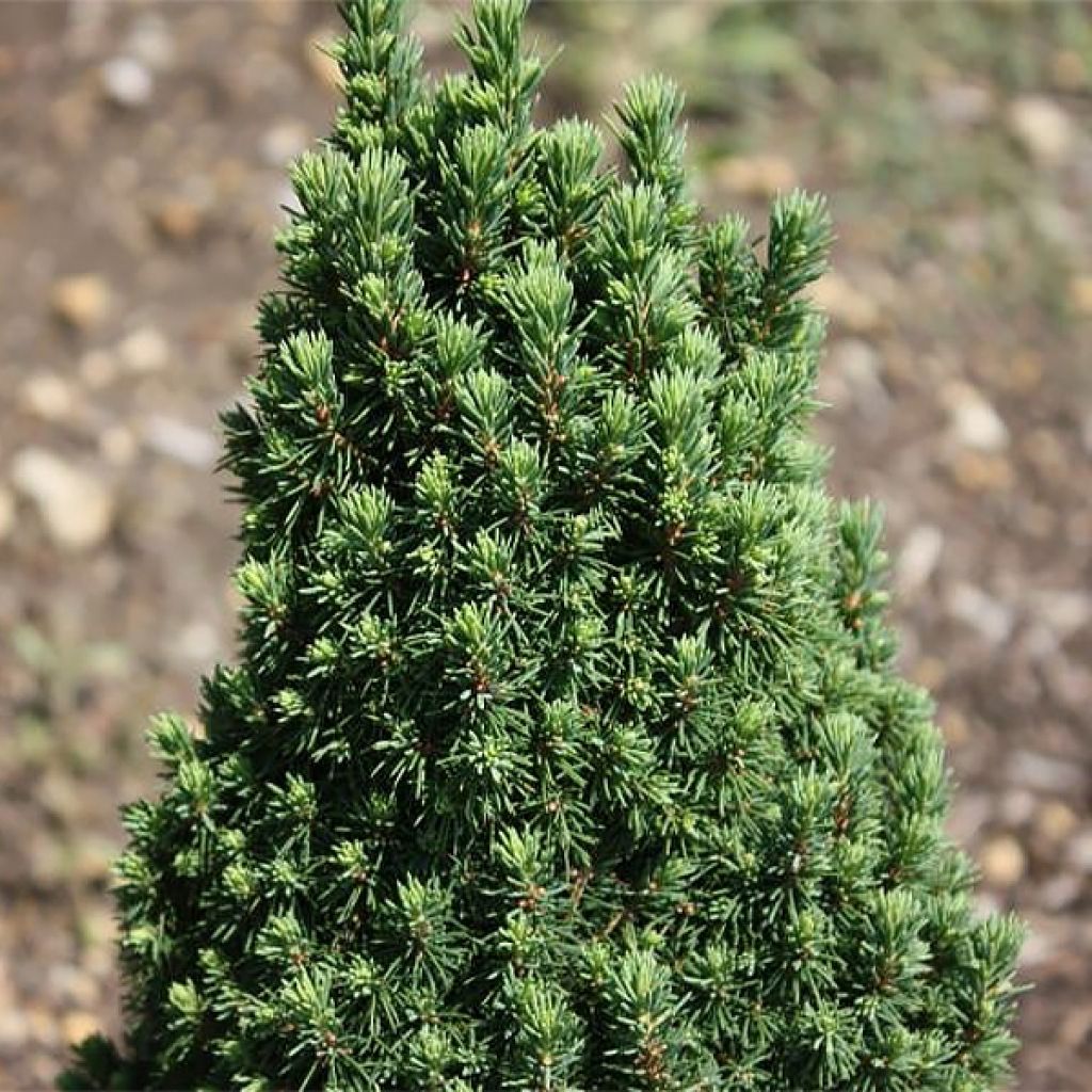 Picea glauca Piccolo - White Spruce