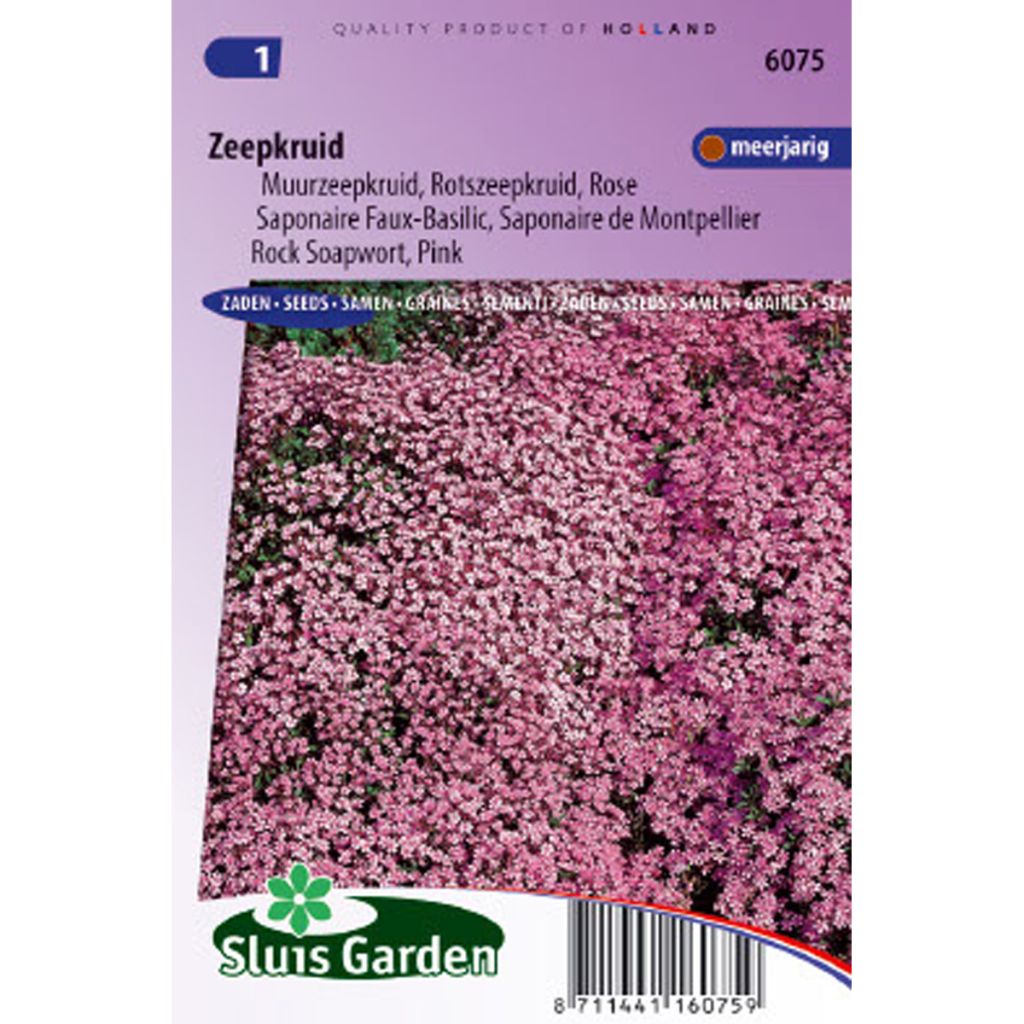 Saponaria ocymoides - Tumbling Ted Seeds