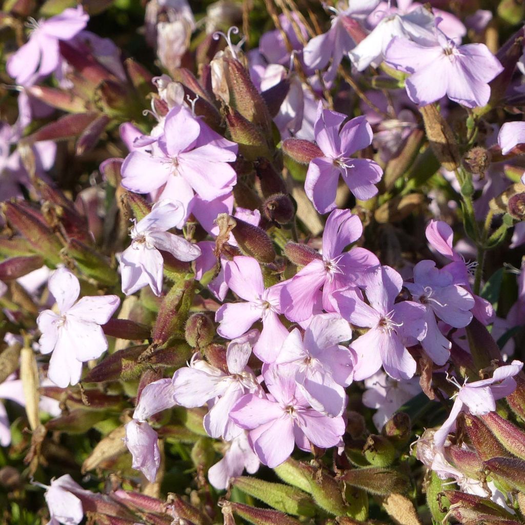 Saponaria lempergii MaFrei