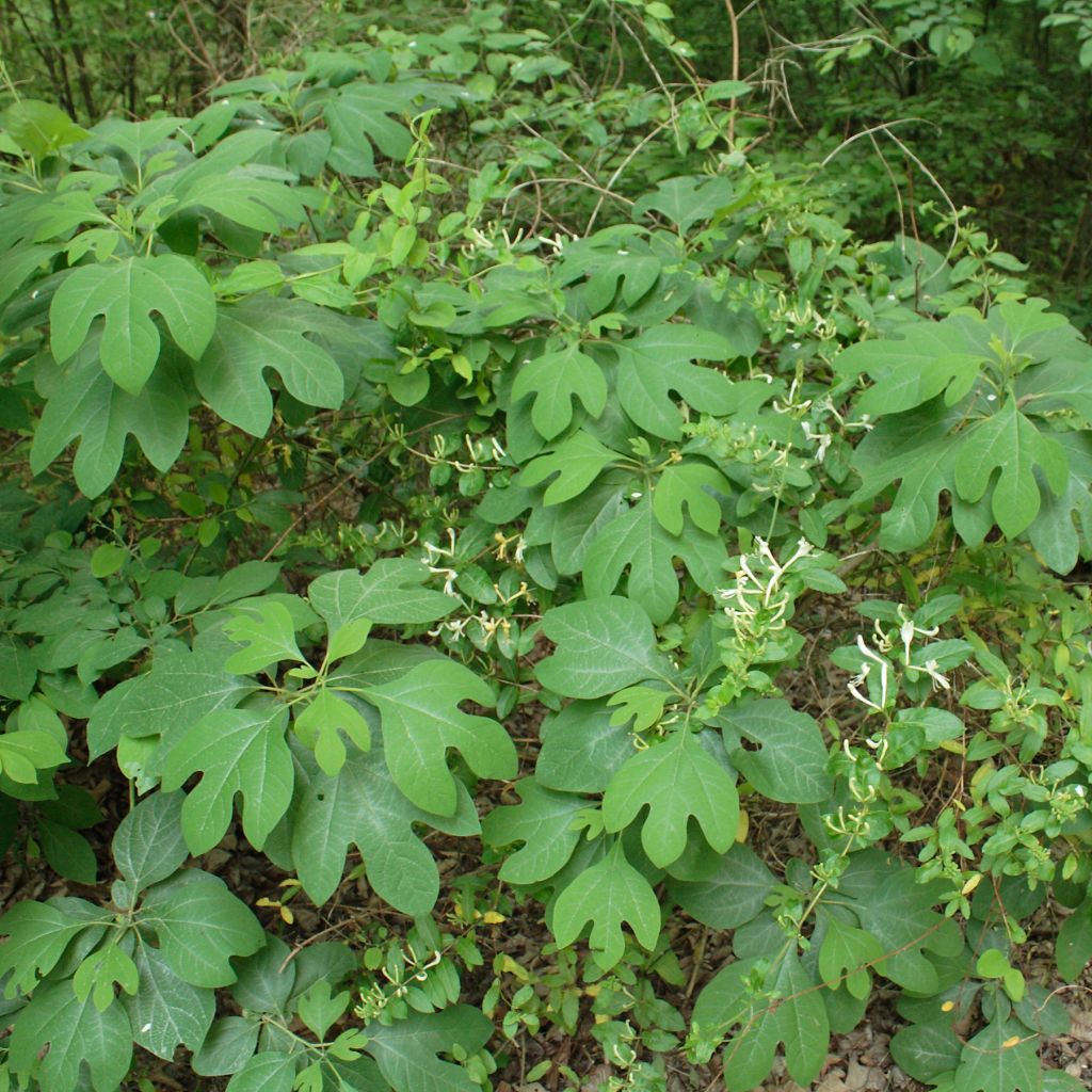 Sassafras albidum
