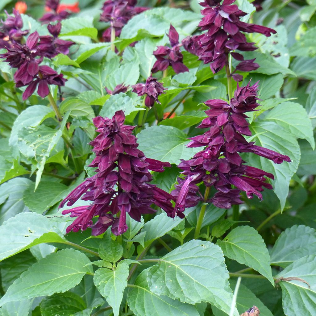Salvia x spendens Gogo Purple