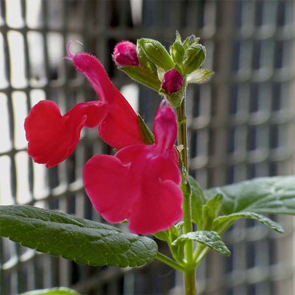 Salvia grahamii