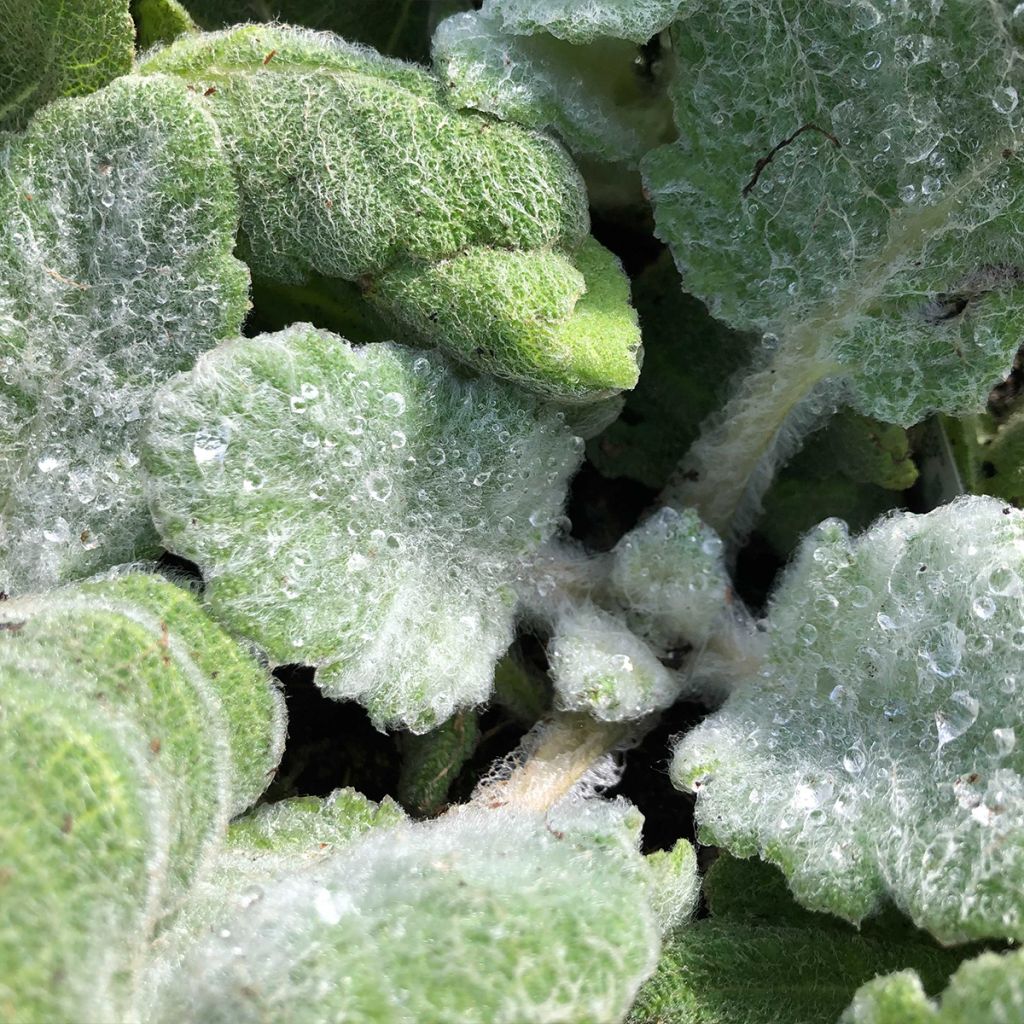 Salvia argentea 