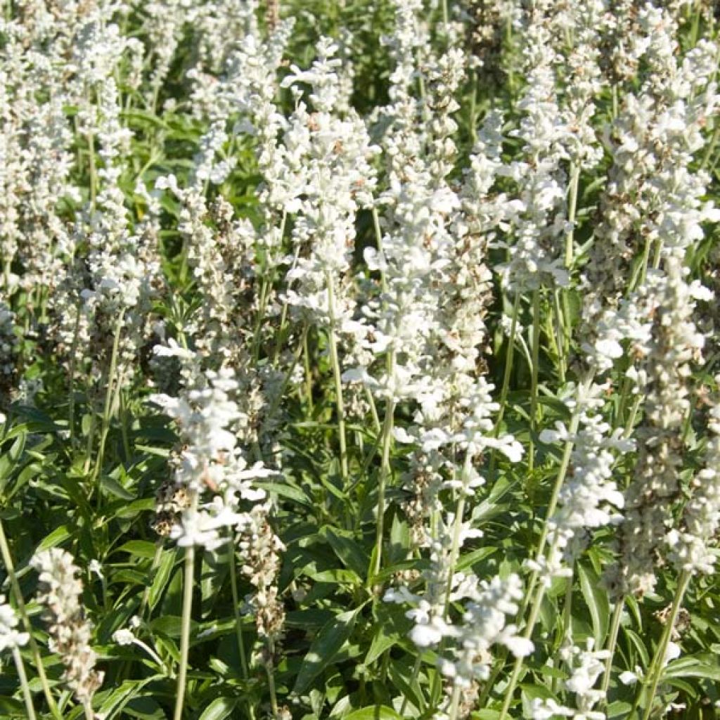 Salvia farinacea Cirrus - Mealy Cup Sage