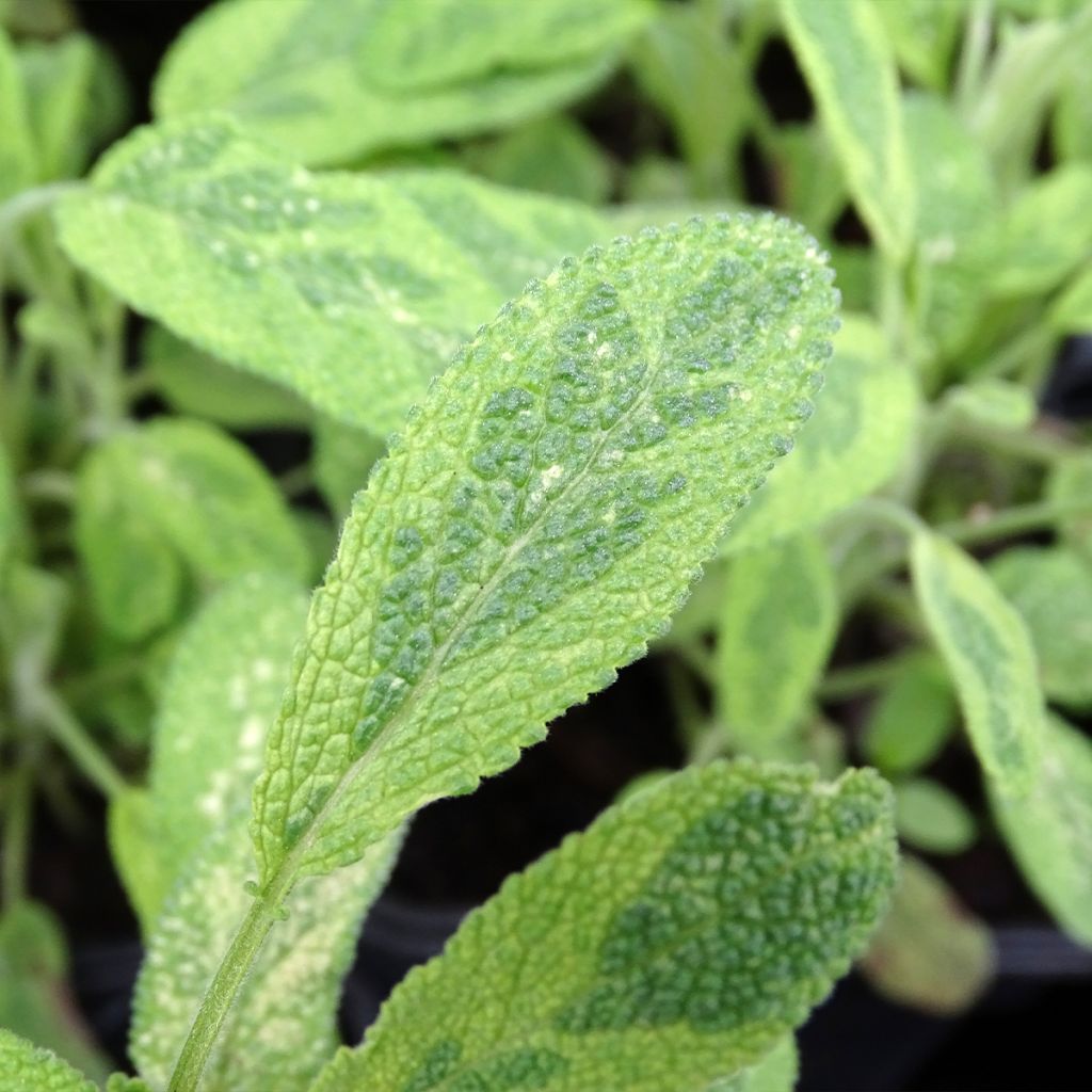 Salvia officinalis Aurea