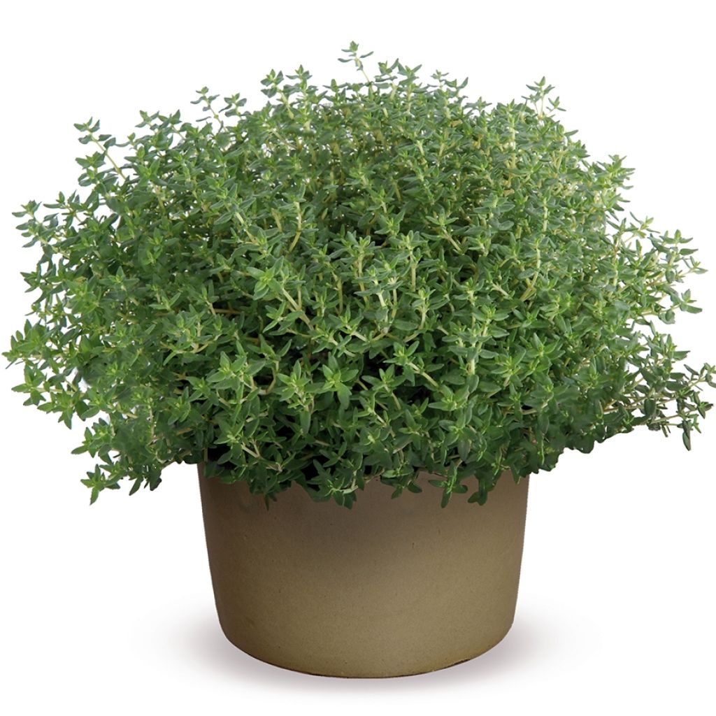 Thymus vulgaris Compactus - Common Organic Thyme