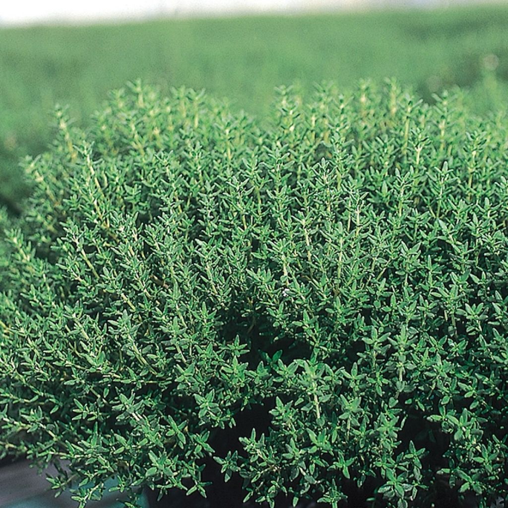 Thymus vulgaris Compactus - Common Organic Thyme