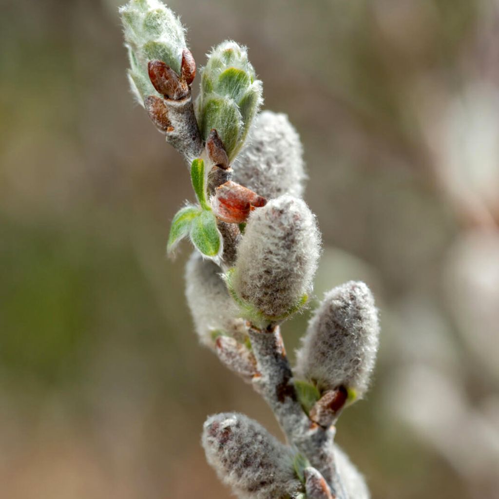 Salix candida ‘Jefberg’ Iceberg Alley® - Saule tomenteux Iceberg Alley, Saule à feuilles de sauge Iceberg Alley