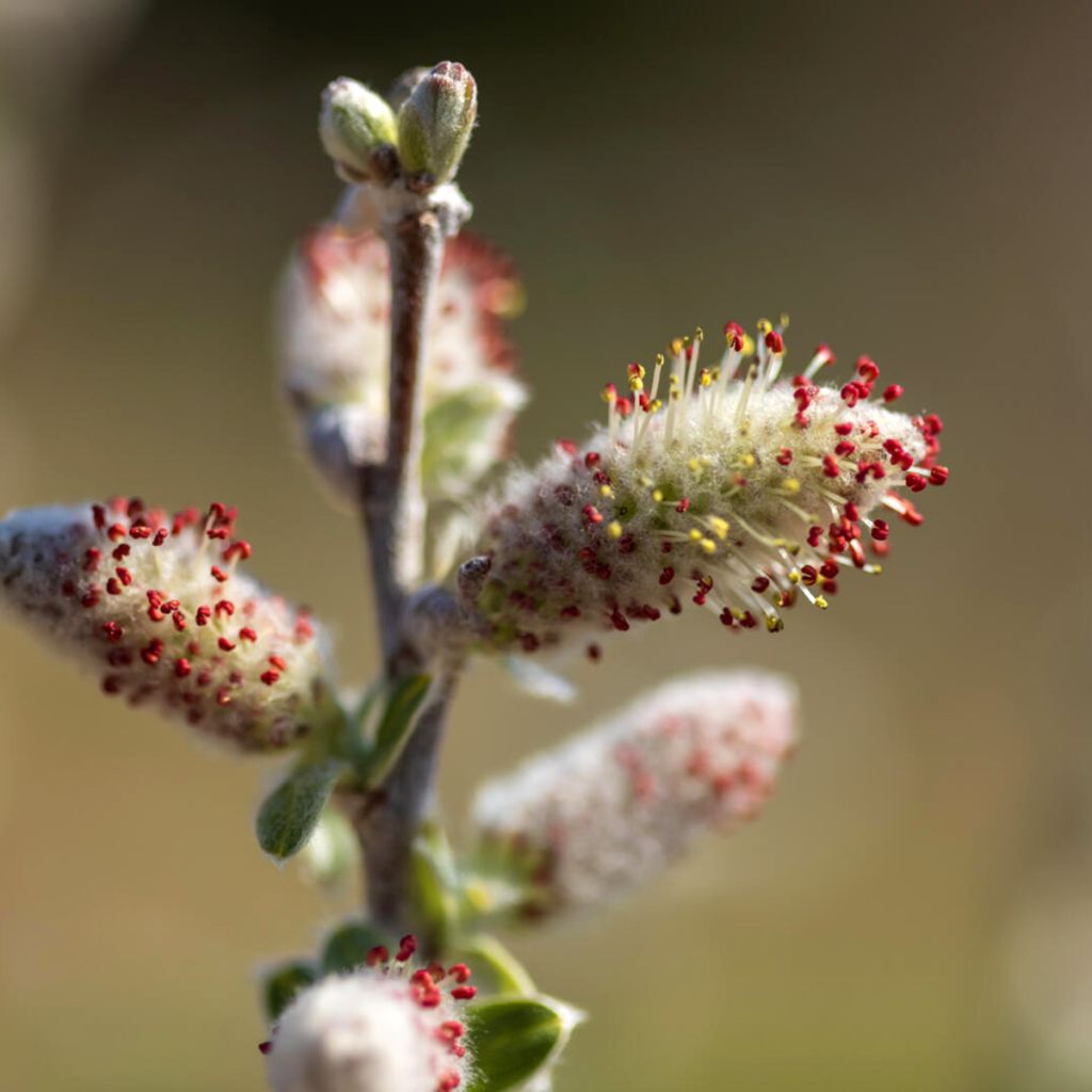 Salix candida ‘Jefberg’ Iceberg Alley® - Saule tomenteux Iceberg Alley, Saule à feuilles de sauge Iceberg Alley