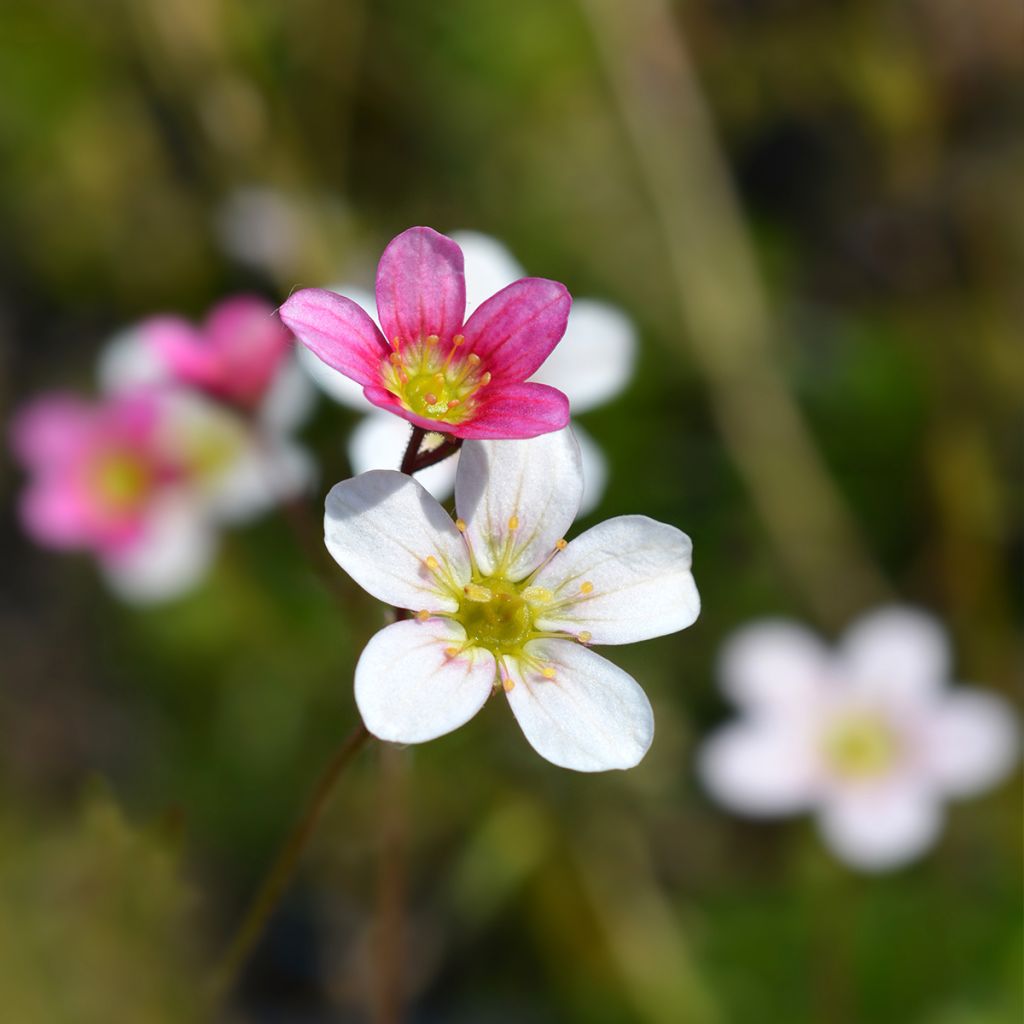 Saxifraga arendsii Wares Crimson