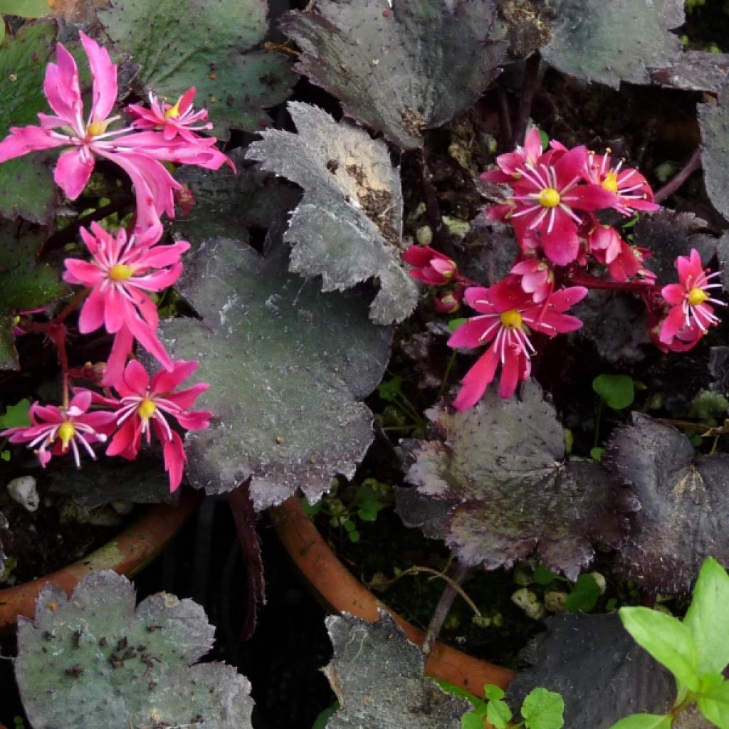 Saxifraga cortusifolia Black Ruby