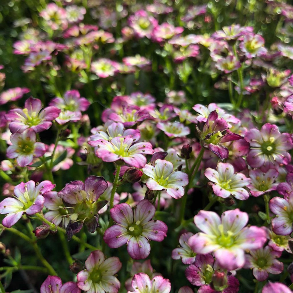 Saxifraga arendsii Pixie